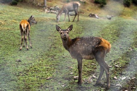 Great Adult Noble Red Female Deers With Big Ears Flock Of Deer