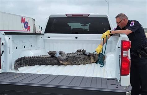 Alligator Blocks Traffic On Texas Bridge