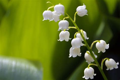 È di origine latina ed è usato in molte varianti, come la gardenia è un fiore bianco. Fiori A Campana Bianchi