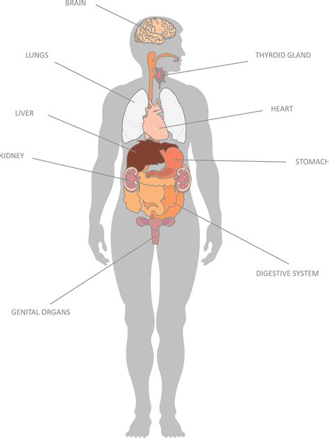 Having Map Of Internal Organs To Understand Human Body Anatomy Of The