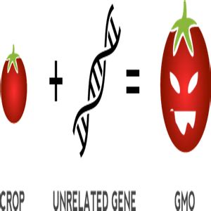 A transgenic plant or animal. GMO Full Form - javatpoint