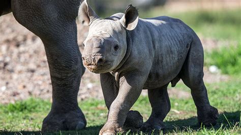 Endangered Black Rhino Baby Born Youtube