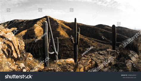 Panorama Nature Silhouette Saguaro Cactus Background Stock Photo