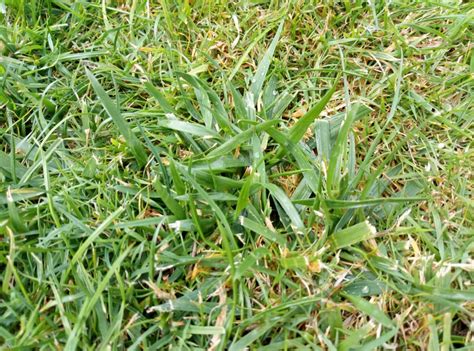 Invasive Lawn Grass Identification My XXX Hot Girl