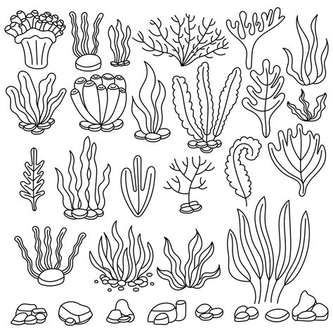 Free Seaweed Coloring Pages For Kids Educative Printa
