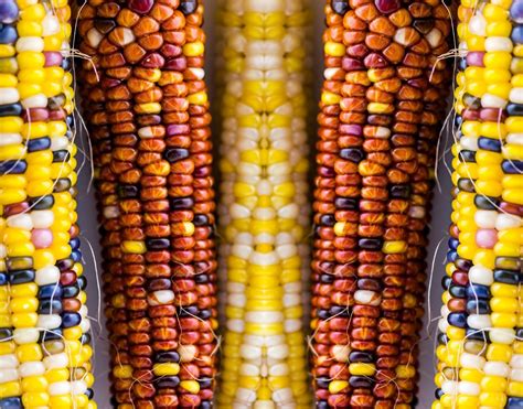 Maize Definition Types History Uses Health Benefits And Amazing