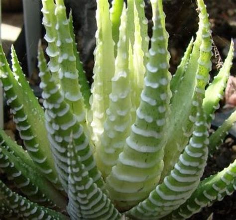 Zebra cactus is a very resilient succulent that is commonly found indoor as a room decoration. ZEBRA HAWORTHIA LIKE ALOE AFRICA JADE SUCCULENT CACTUS ...