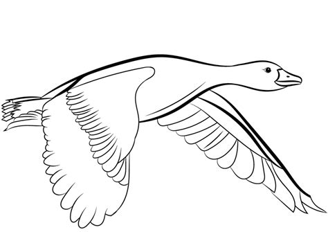 Free Duck Coloring Pages Printable