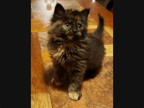 Area, you can find adoptable cats at local petco stores or in. Pet Adoption In The Fenton-High Ridge Area: See New Dogs ...