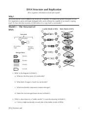 The original information stored in the order of bases will direct the synthesis of the new dna via base. Copy_of_DNA_pogil.docx - DNA Structure and Replication Why ...