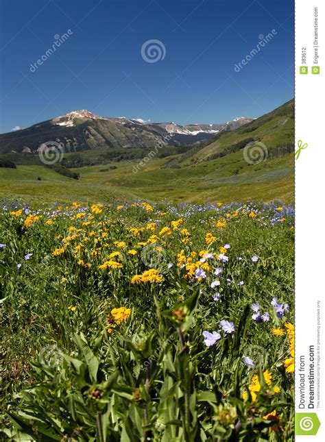 Sky Mountain Meadow And Flowers Stock Photo Image Of