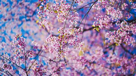 3840 X 2160 Spring Wallpapers Top Free 3840 X 2160 Spring Backgrounds