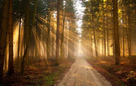 Wallpaper Forest Sun Rays Road Trail Silhouette Trees Light