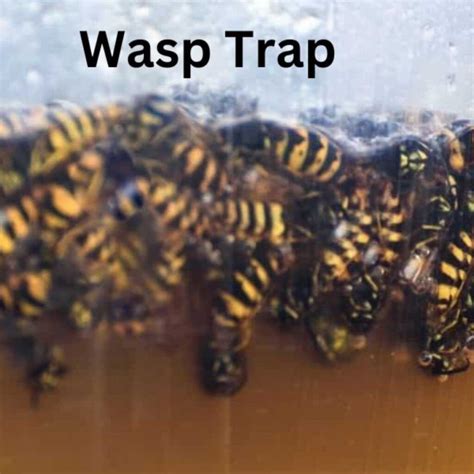 Yellow Jacket Trap Easy Diy Wasp Trap Carolina Honeybees