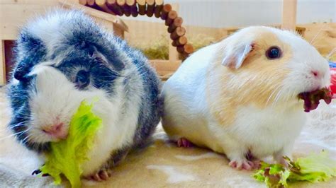How To Bond And Introduce Guinea Pigs ∣ 7 Tips Youtube
