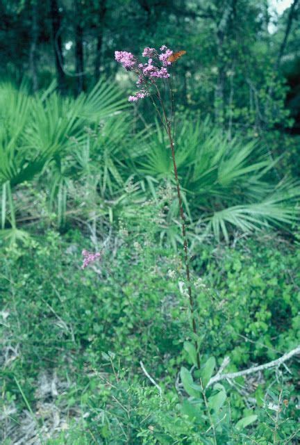 Carphephorus Odoratissimus False Vanilla Leaf As The Leaves Dry A