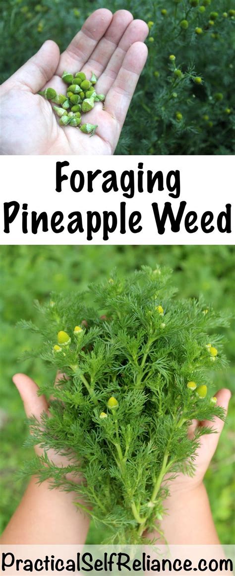 Foraging Pineapple Weed Artofit