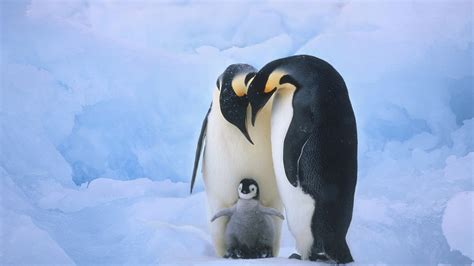 企鹅 萌宠 极地物种 企鹅 儿童桌面专用 萌宠动物壁纸动物静态壁纸 静态壁纸下载 元气壁纸
