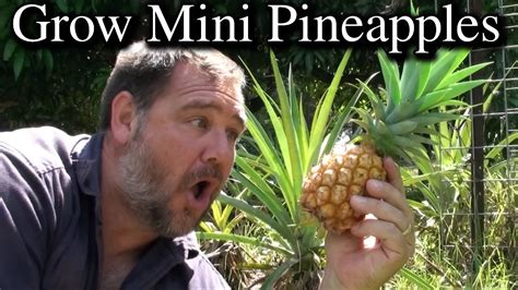 How To Grow Mini Pineapples From Tops Extra Tips And No Rooting In