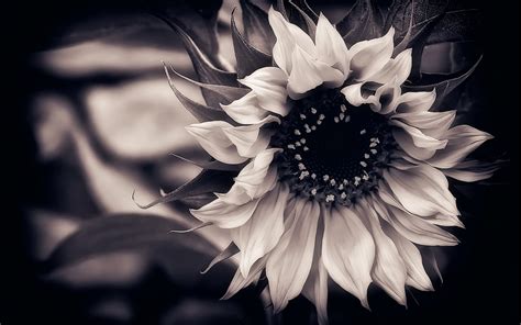 Black And White Sunflower Wallpaper