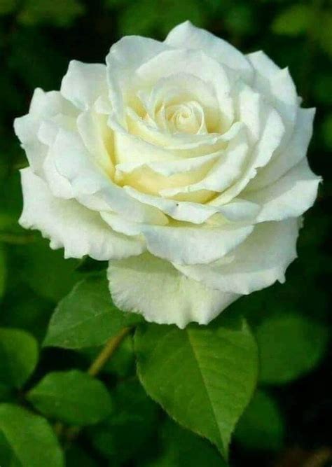 White Beautiful Rose Rosas Bonitas Flores Exóticas Rosas Blancas