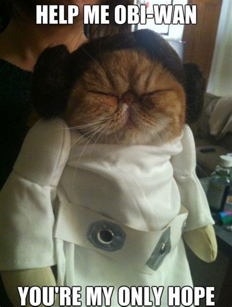 Derpy Cat Leia Meme Cute Cat Stuff