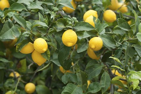 Moving Lemon Trees Growing Guides Daltons