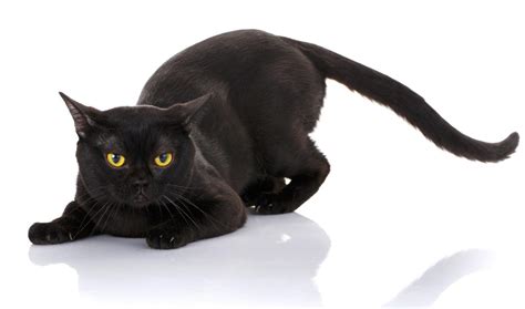 Brilliantly Interesting Personality Traits Of Bombay Cats