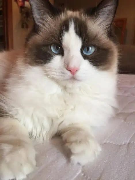 Colors And Varieties Of Ragdoll Breed Ragdoll Colors And Patterns