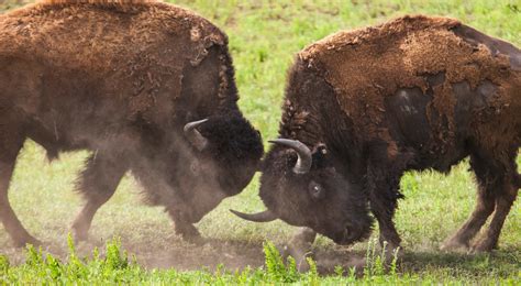 Oklahoma Bison The Nature Conservancy