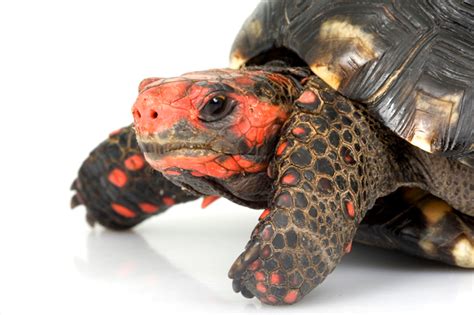 My Turtle Store Juvenile Cherry Headed Tortoises For Sale
