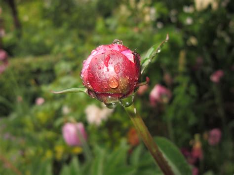 Free Images Nature Blossom Rain Flower Raindrop Red Produce