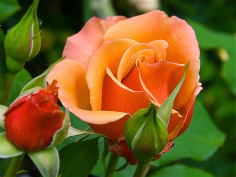 Beautiful Orange Rose Wallpaperhttp My Rose Blogspot