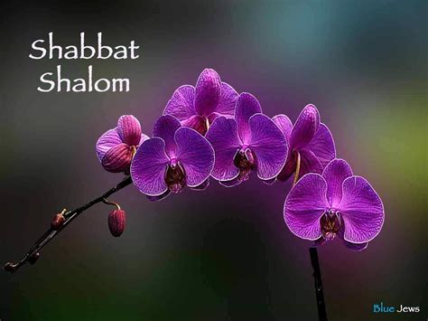 Shabbat Shalom Purple Flowers Durban Jewish Social Services