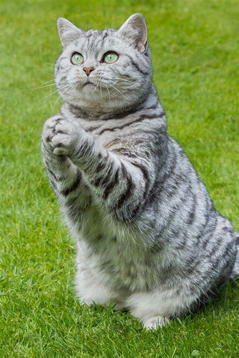 Its Like A Funny Cat Prays 8 Pics Of Other Cute Animals Cats
