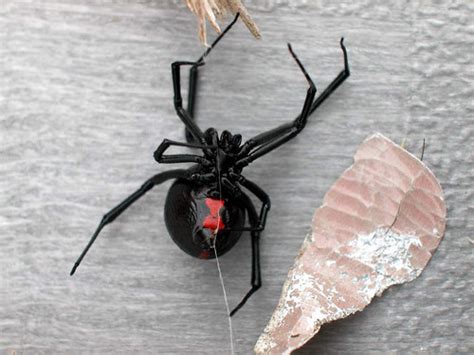 Image 020bsm Black Widow Spider Hourglass Frisco Texa