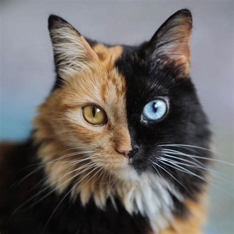 This Is Quimera The Stunning Cat With Two Faces Beautiful Cats