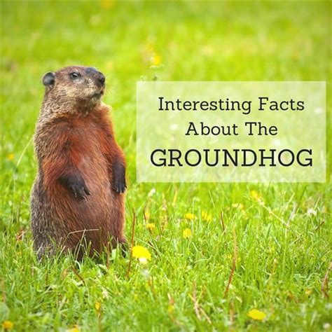 Groundhog Facts Learn About This Adorable And Intelligent Animal