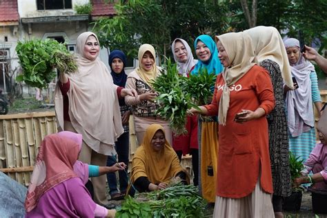 Bersama Kwt Desa Senga Selatan Bupati Dan Ketua Tp Pkk Kab Luwu Lakukan Panen Perdana Media