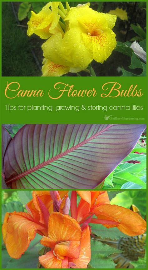 Canna Lily Care Guide Complete Guide For How To Grow Canna Lilies