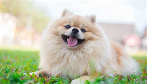 Is Your Pomeranian Overweight Heres How To Tell And What To Do About It