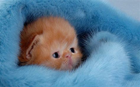 Baby Kitten Cute Kittens Wallpaper 38817276 Fanpop