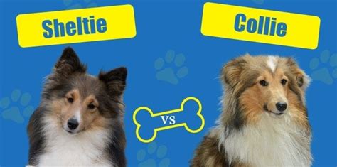 Sheltie Vs Collie Notable Differences With Pictures Hepper