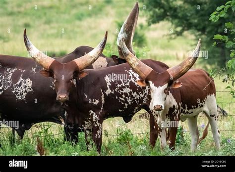 Ankole Watusi Cattle Hybrid Bos Primigenius Taurusindicus Grazing