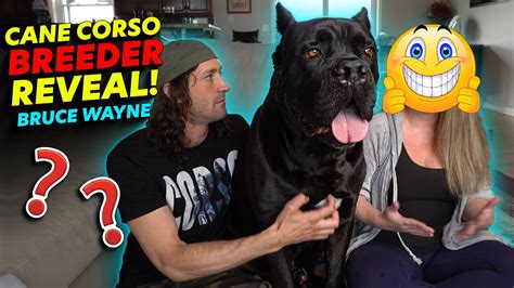 Cane Corso Breeder Reveal Bruce Waynes Breeder Youtube