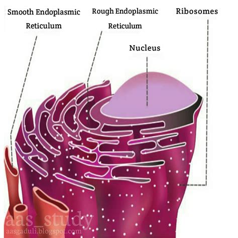 What Is Endoplasmic Reticulum