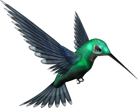 Hummingbird Png Transparent Image Download Size 719x566px