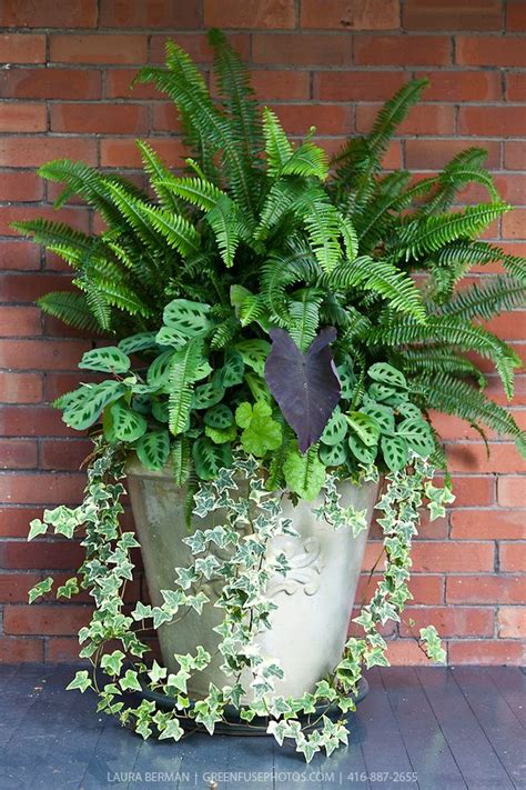 Ivy Ferns And Other Tropical Plants In A Tall White Stone