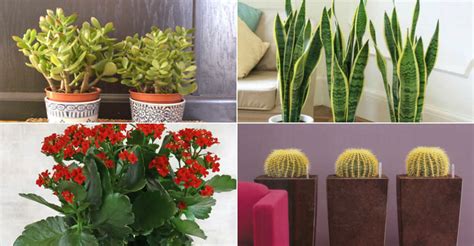 The Most Common Indoor Cacti And Succulents World Of Succulents