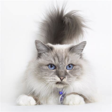 Cat For Adoption Kagen Tennessee A Ragdoll And Birman Mix In